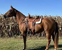 barrel-racing-appendix-horse