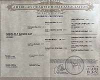 cutting-prospect-appendix-horse