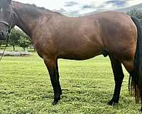 amateur-cleveland-bay-horse
