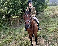 and-willing-cleveland-bay-horse