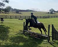 bay-gelding-cleveland-horse