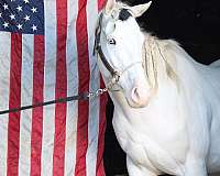 white-therapy-horse