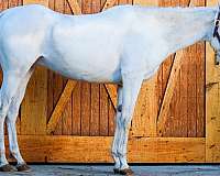 all-around-paint-horse