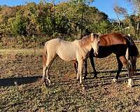 gait-filly