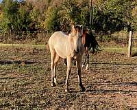 tn-walking-filly