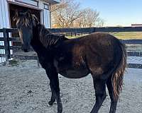 grade-friesian-horse