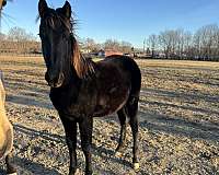 in-hand-friesian-horse