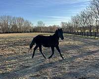 qh-cross-friesian-horse