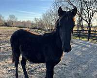 friesian-quarter-filly