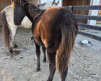 in-hand-filly