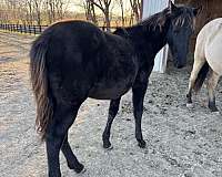qh-cross-filly