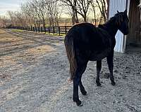 sired-filly