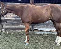 quarter-horse-gelding