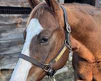quarter-horse-for-sale