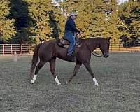 quarter-horse