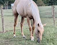 dunalino-natural-horsemanship-training-horse