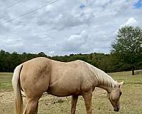 dunalino-filly-for-sale