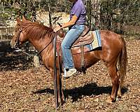 calf-roping-quarter-pony