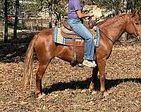 flashy-quarter-pony
