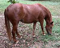 husband-safe-quarter-pony