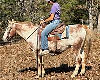 beginner-quarter-pony