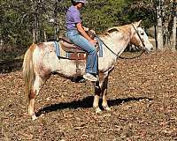 husband-safe-quarter-pony