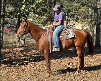 calf-roping-quarter-horse