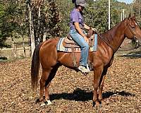 husband-safe-quarter-horse