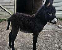 black-with-lp-horse