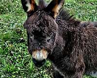 christmas-donkey