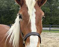 sorrel-gelding-for-sale