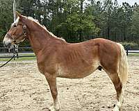 sorrel-belgian-gelding