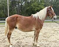 trail-belgian-haflinger-horse
