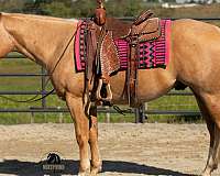 field-trial-quarter-horse