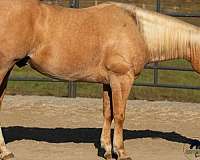 kid-safe-quarter-horse