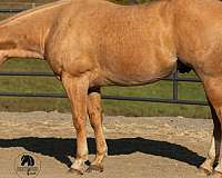 ranch-quarter-horse