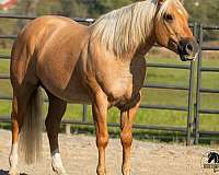 ranch-versatility-quarter-horse