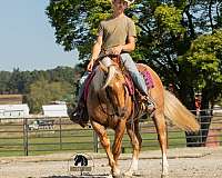 ranch-work-quarter-horse