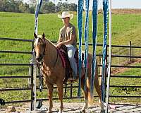 ridden-western-quarter-horse