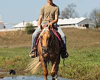 trail-class-competition-quarter-horse