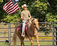 trail-quarter-horse