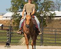 trail-riding-quarter-horse