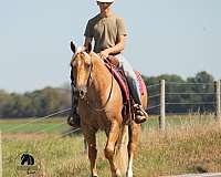 palomino-all-around-horse