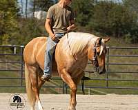 palomino-field-trial-horse
