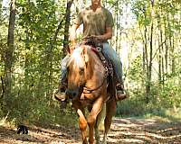 palomino-kid-safe-horse