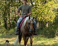 palomino-quarter-horse-gelding