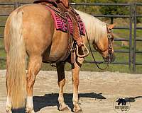 palomino-ranch-horse