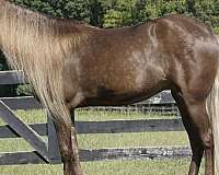 western-ridin-rocky-mountain-horse