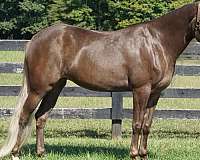 chocolate-western-ridin-horse