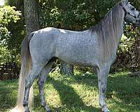 wester-rocky-mountain-horse